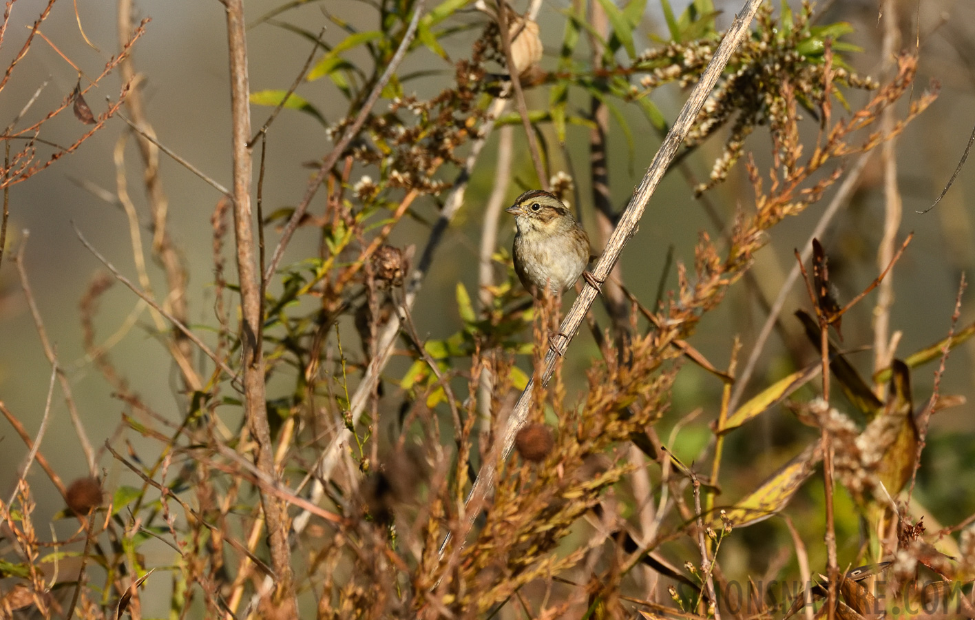 Melospiza georgiana georgiana [400 mm, 1/3200 Sek. bei f / 8.0, ISO 1600]